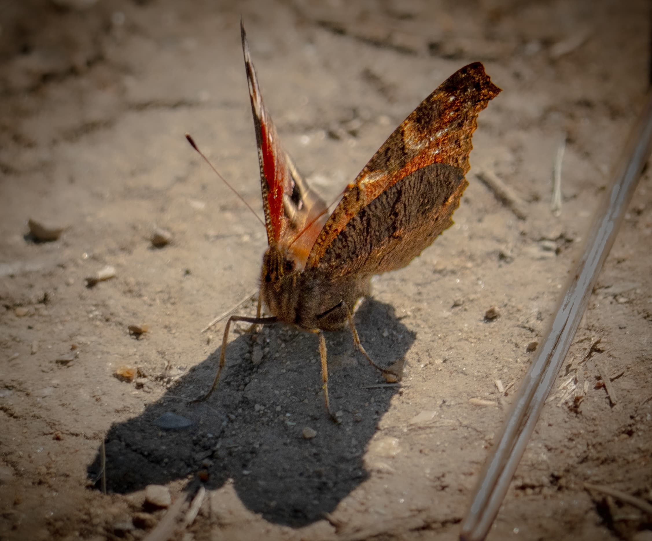 Common Mormon Butterfly
