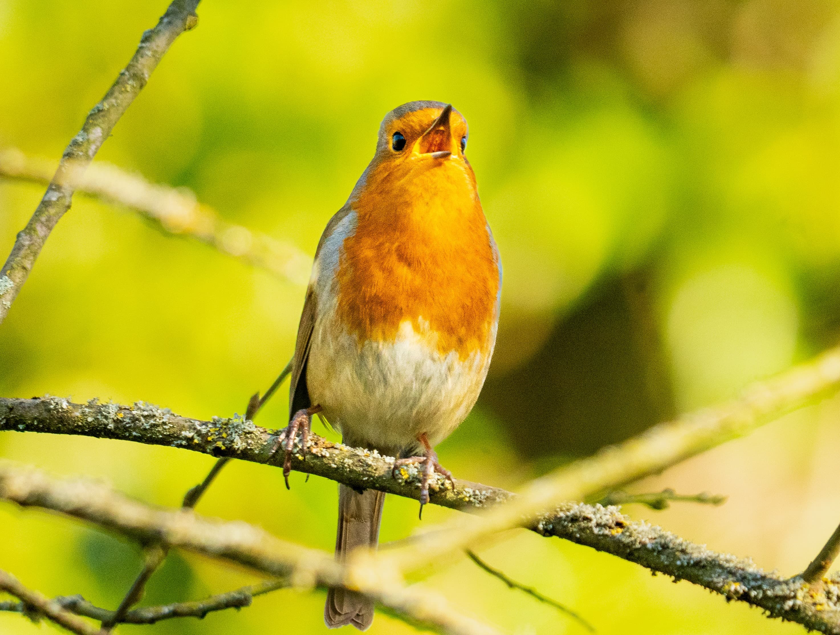 Habitat Monitoring: Buffer Zones