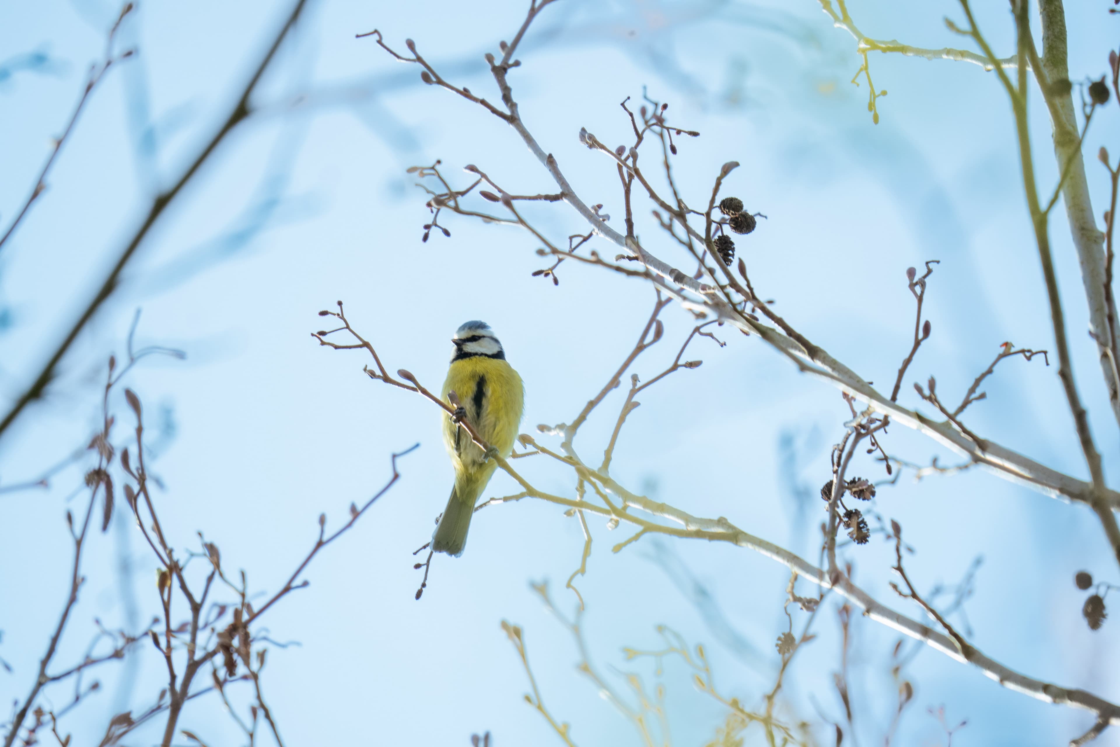 Eurasian Blue Tit