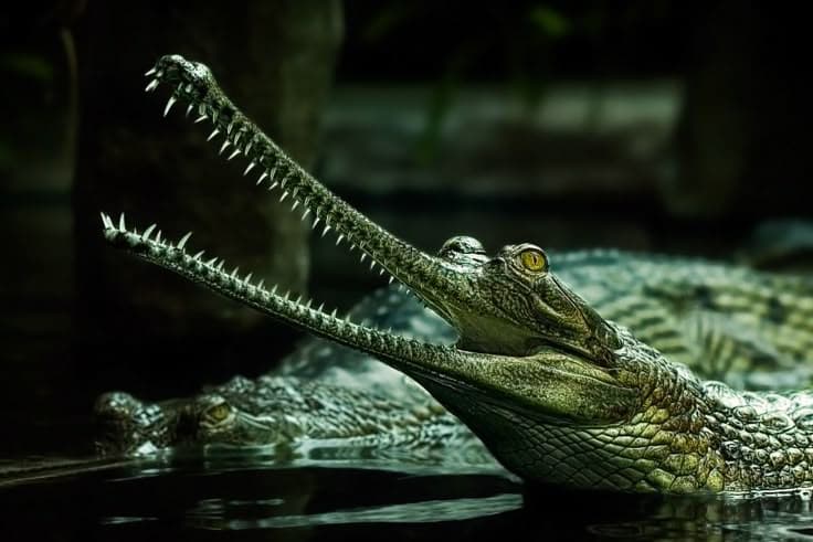 The Return of the Gharial